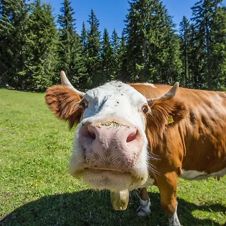 Apartmán Aigenberg *