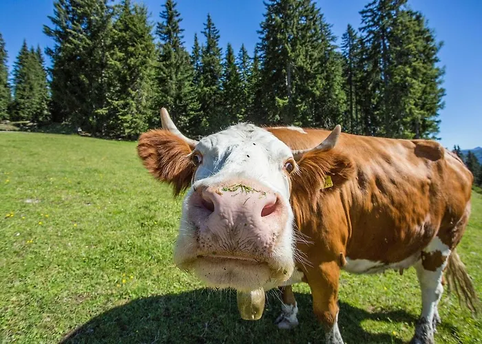 Apartmán Aigenberg *